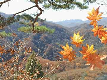 浏阳无人机烟花表演失火,观众发声与反思